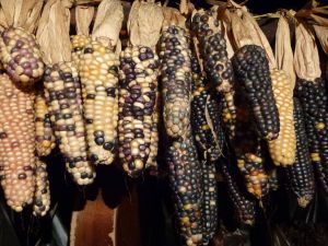 Native Corn