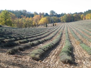 Lavender farm photo.