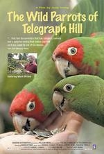 Wild Parrots of Telegraph Hill
