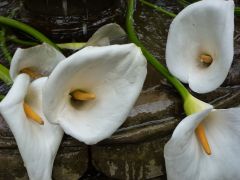 Offering Photo credit: Carla Woody